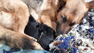 Close-up of a proud German Shepherd puppy nestled in a veteran's hands.