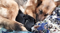 A resting German Shepherd dog cuddles closely with several black puppies on a colorful pile of fabrics, conveying warmth and care.
