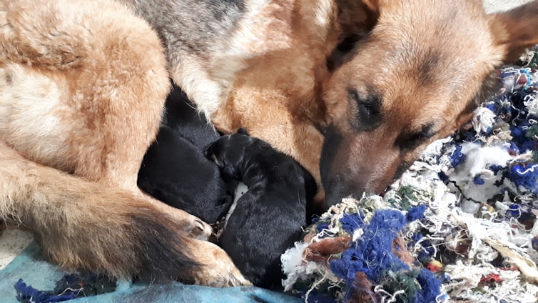 A resting German Shepherd dog cuddles closely with several black puppies on a colorful pile of fabrics, conveying warmth and care.