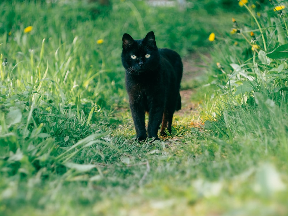 black cat on green grass during daytime