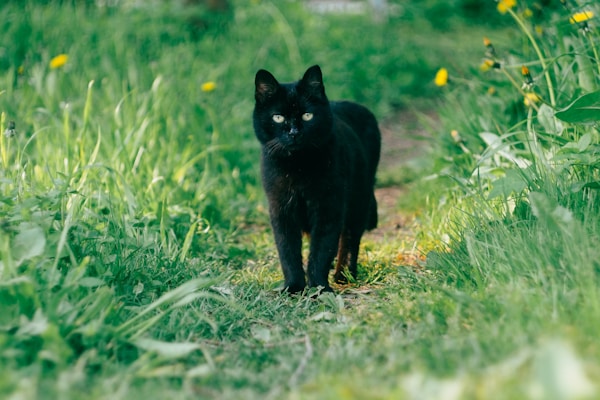black cat on green grass during daytime