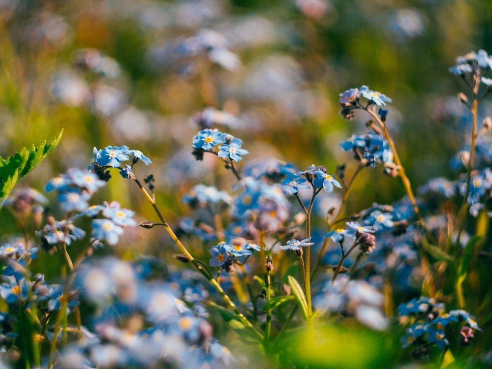 Foto zum Thema Blaue Blumen in der Tilt-Shift-Linse – Kostenloses Bild zu  Blüte auf Unsplash