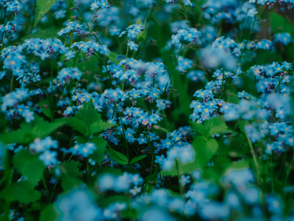 green and white flower plants