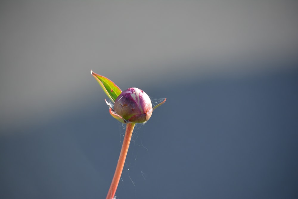 rosa Blütenknospe mit Wassertröpfchen