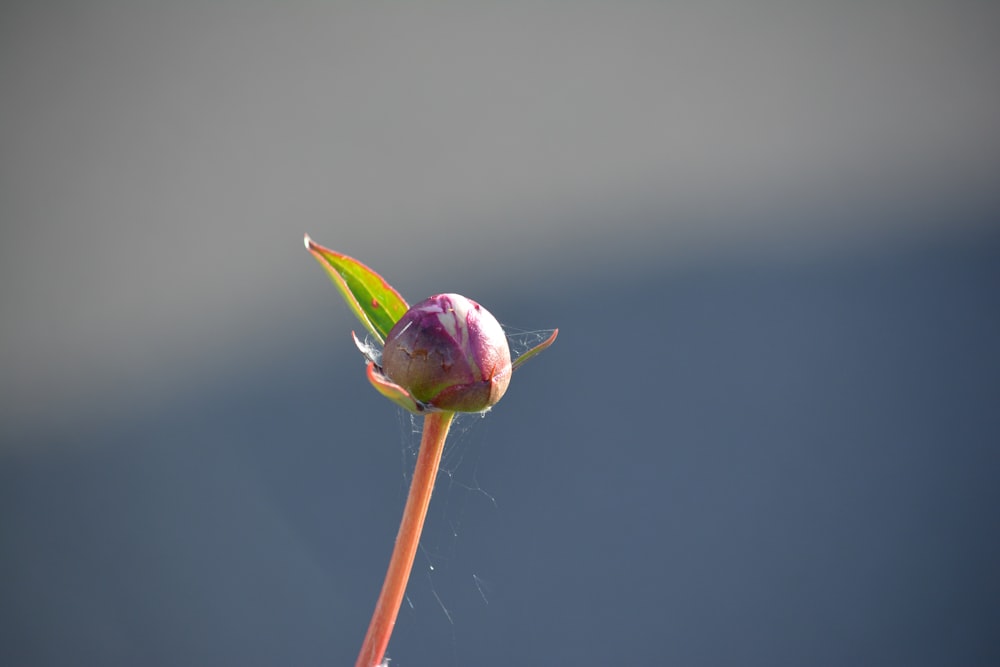pink flower bud with water droplets