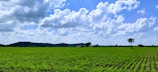A vast green agricultural field stretches towards the horizon under a bright blue sky with scattered white clouds. Rows of lush plants cover the ground, suggesting cultivated crops. A few solitary trees can be seen, and low hills are visible in the distance.