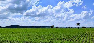 A vast green agricultural field stretches towards the horizon under a bright blue sky with scattered white clouds. Rows of lush plants cover the ground, suggesting cultivated crops. A few solitary trees can be seen, and low hills are visible in the distance.