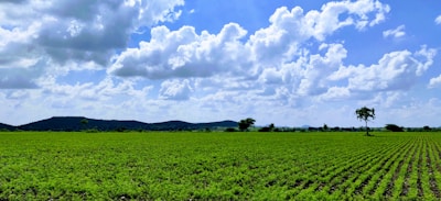 A vast green agricultural field stretches towards the horizon under a bright blue sky with scattered white clouds. Rows of lush plants cover the ground, suggesting cultivated crops. A few solitary trees can be seen, and low hills are visible in the distance.