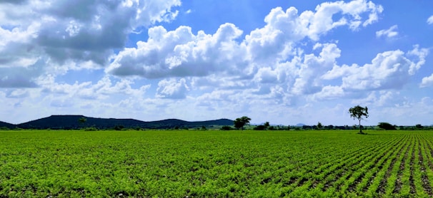 A lush green agricultural field under a clear blue sky, showcasing fertile land available for sale.