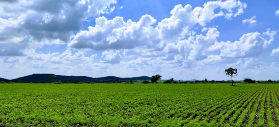 A vast green agricultural field stretches towards the horizon under a bright blue sky with scattered white clouds. Rows of lush plants cover the ground, suggesting cultivated crops. A few solitary trees can be seen, and low hills are visible in the distance.