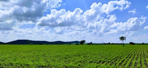 Fertilizante Orgánico