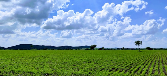 A vast green agricultural field stretches towards the horizon under a bright blue sky with scattered white clouds. Rows of lush plants cover the ground, suggesting cultivated crops. A few solitary trees can be seen, and low hills are visible in the distance.