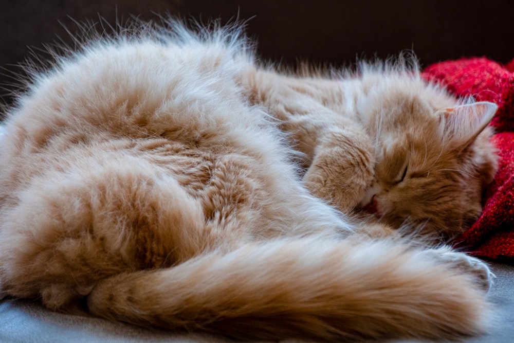 orange tabby cat lying on black textile