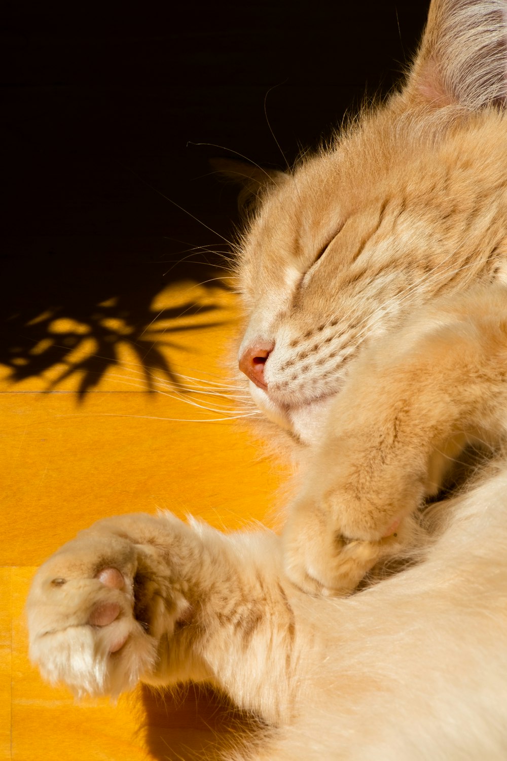 orange tabby cat lying on yellow textile