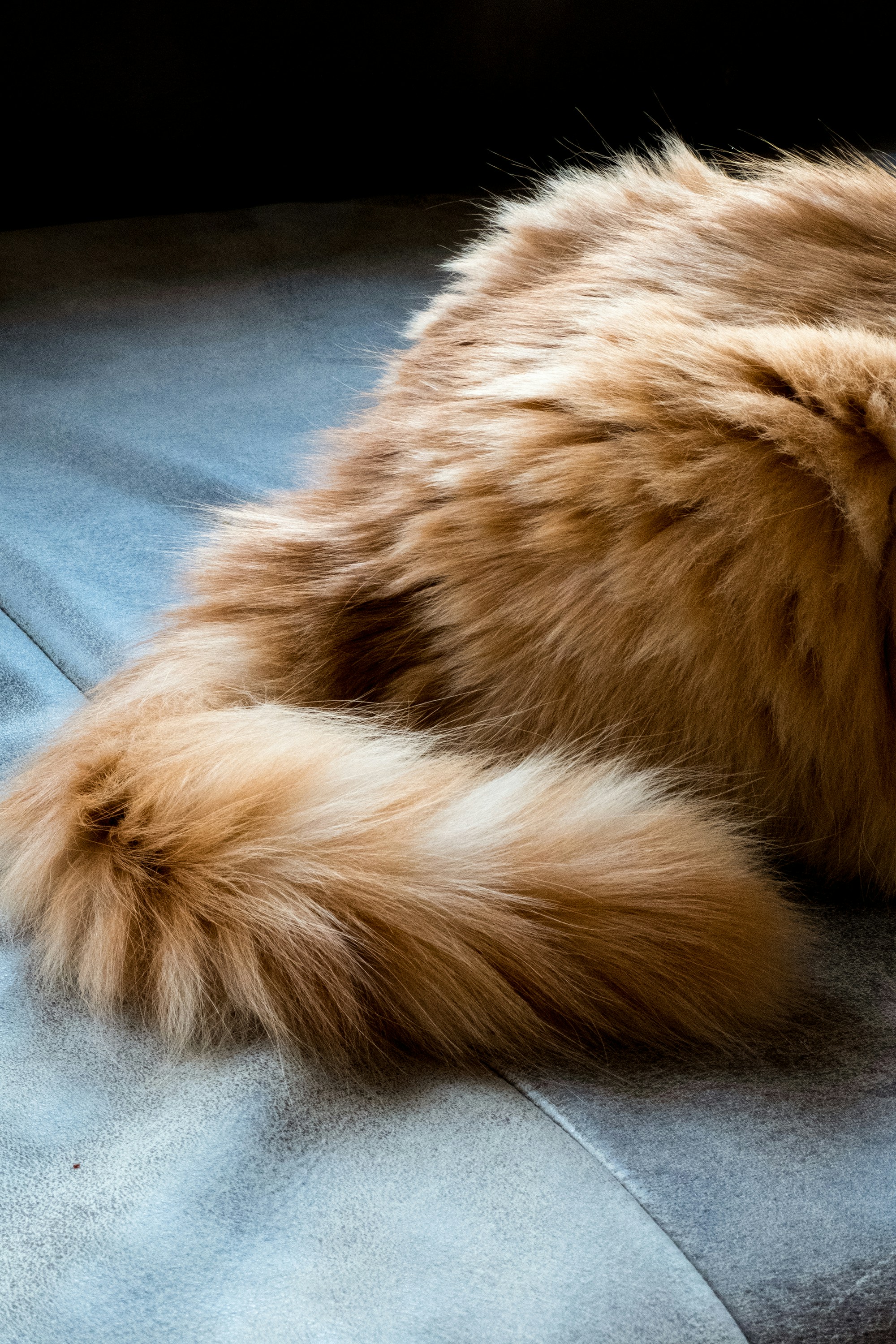 The Puffed-Up Tail: Fear and Surprise in Full Display (image credits: unsplash)