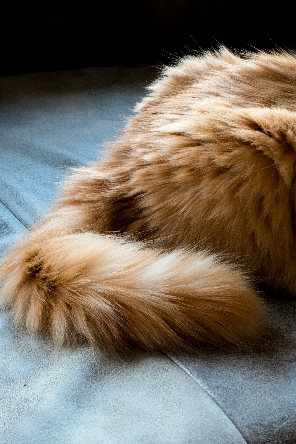 brown long fur cat on blue textile