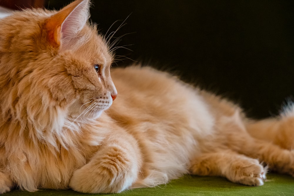 orange tabby cat lying on green textile