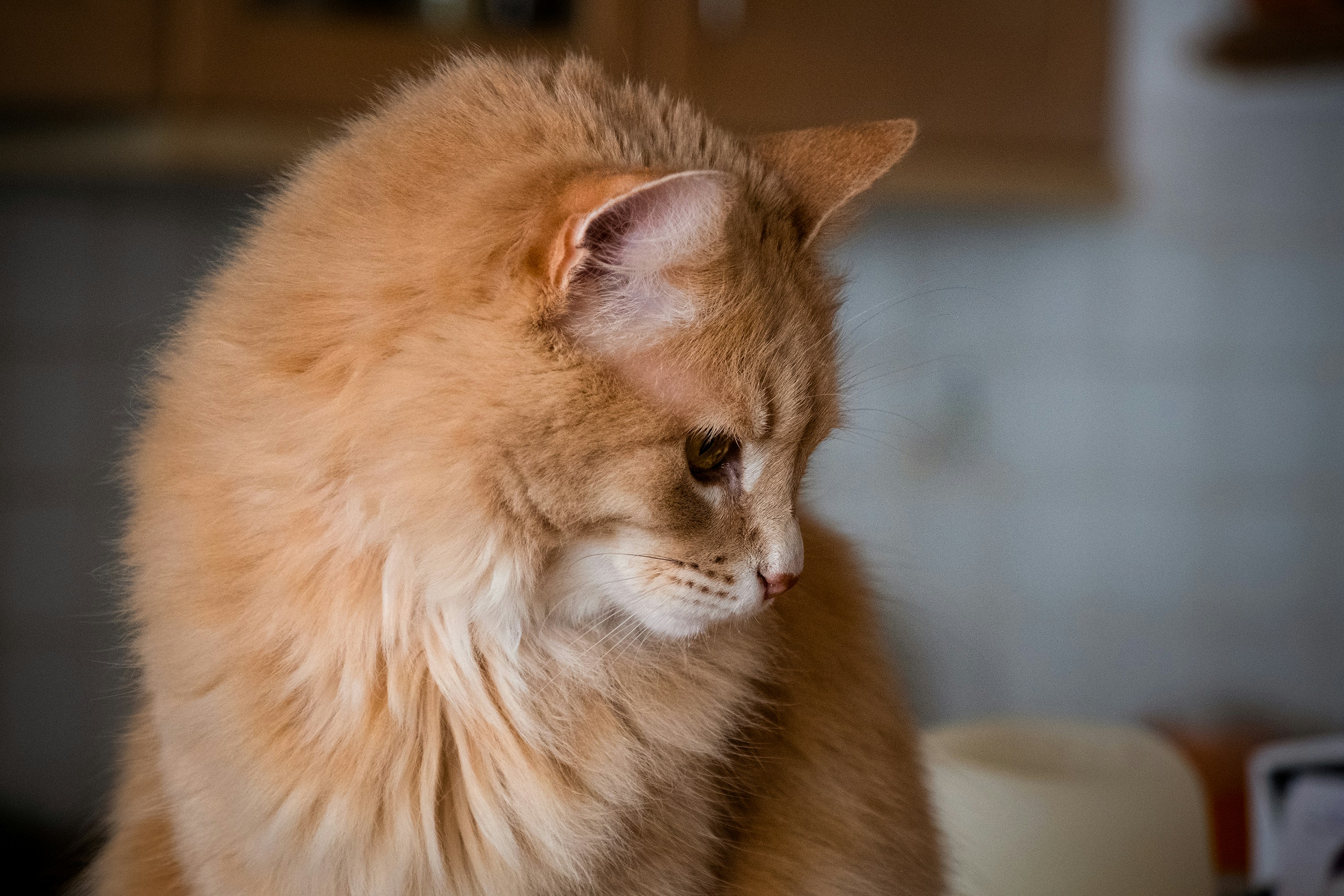 Orange Tabby Cat On White Table Photo Free Image On Unsplash