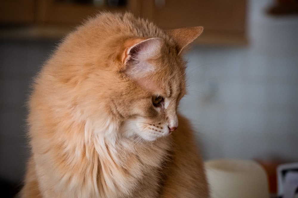 orange tabby cat on white table