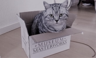 A gray tabby cat with distinct dark stripes is sitting inside an open cardboard box on a wooden floor. The box has 'Museum Masterworks' printed on its side. The atmosphere of the room appears to be domestic and tidy.