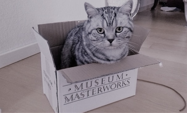 A gray tabby cat with distinct dark stripes is sitting inside an open cardboard box on a wooden floor. The box has 'Museum Masterworks' printed on its side. The atmosphere of the room appears to be domestic and tidy.
