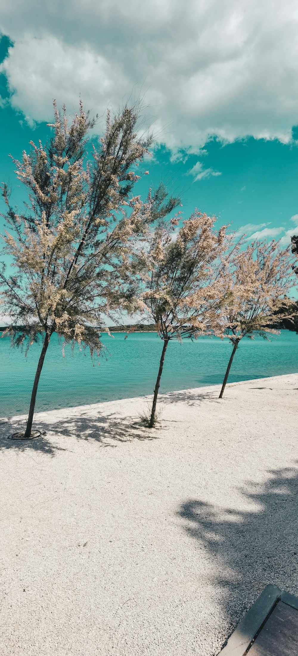 brown trees near body of water during daytime