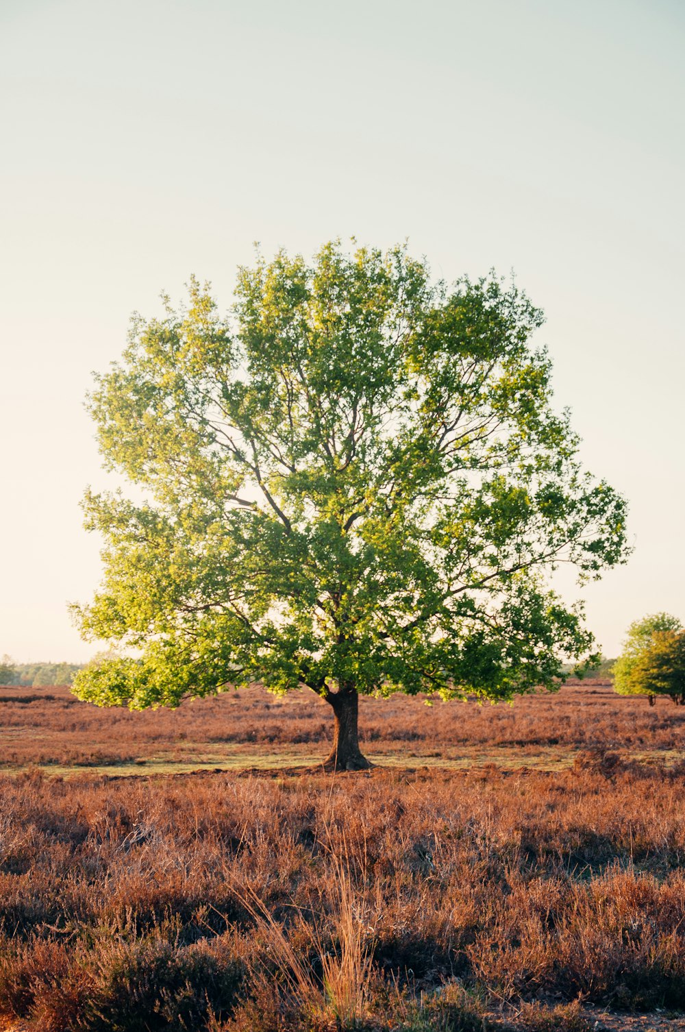 green tree on brown field during daytime