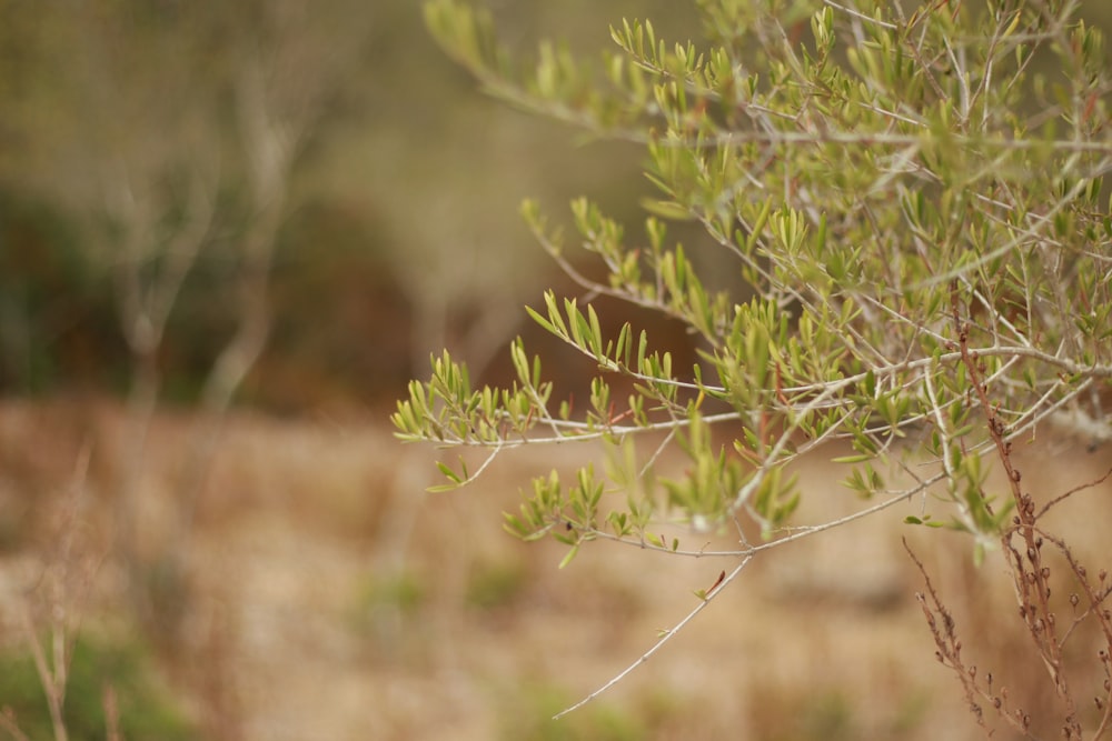 green plant in tilt shift lens