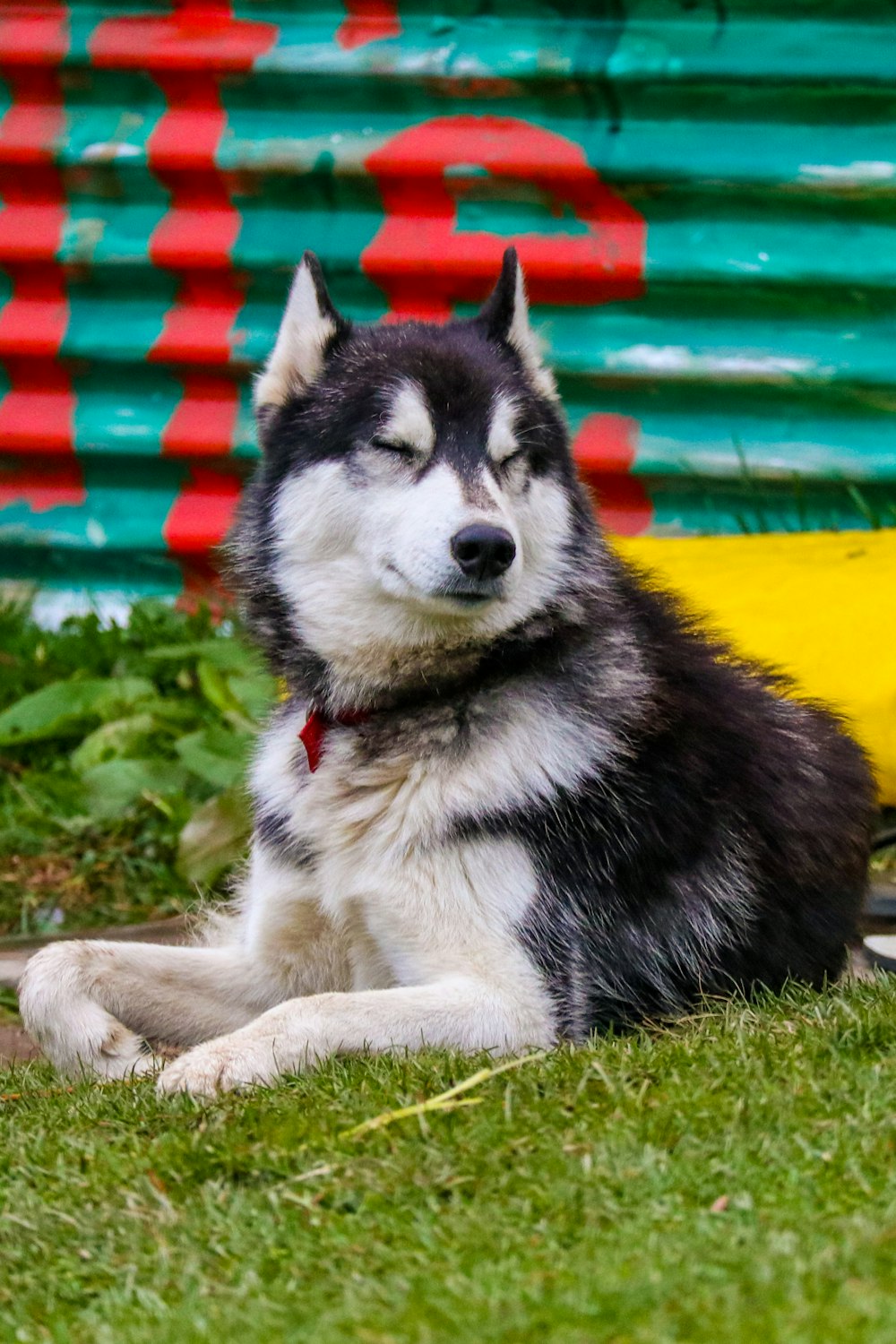black and white siberian husky puppy lying on green grass during daytime