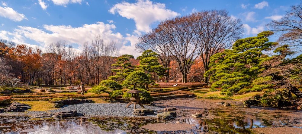 brown trees near river under blue sky during daytime