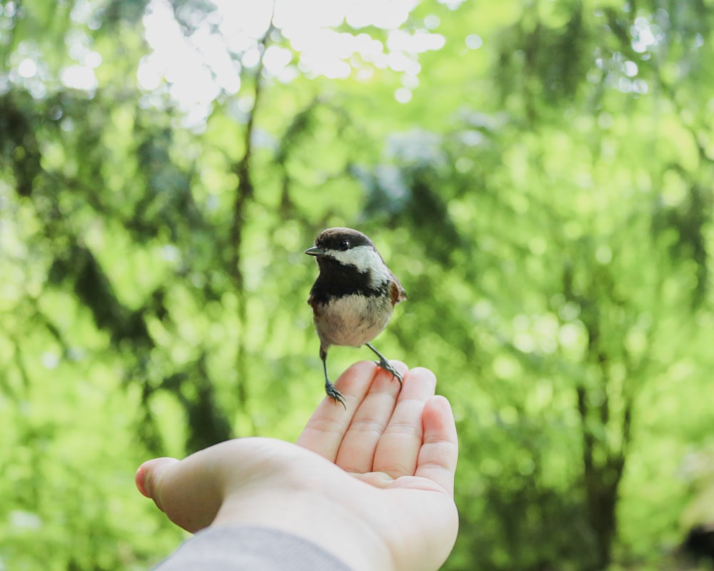 black and white bird on persons hand