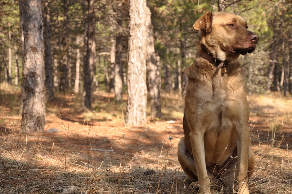 brauner kurzhaariger Hund, der tagsüber auf braunem Grasfeld sitzt