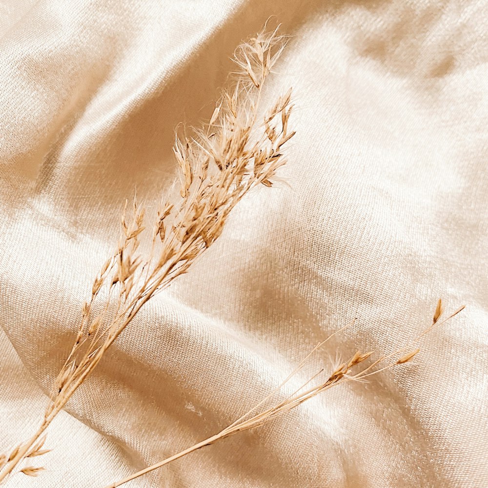 brown dried plant on white textile