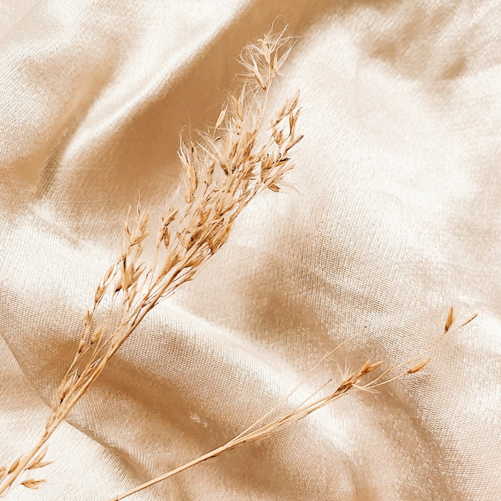 Planta seca marrón sobre textil blanco
