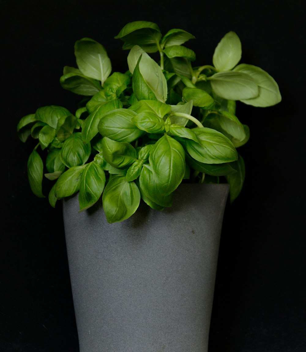 green plant on gray pot