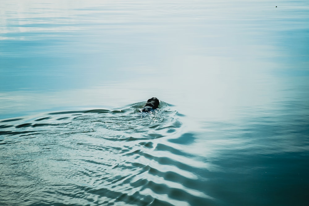 person in water during daytime