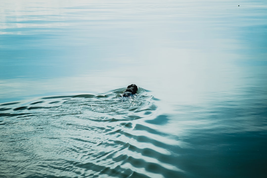 travelers stories about Surfing in French Bay, New Zealand