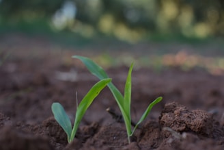 Two small green seedlings are emerging from the dark brown soil, surrounded by a blurred background of earth and greenery. The focus is on the seedlings, highlighting their vibrant leaves against the muted tones of the soil.
