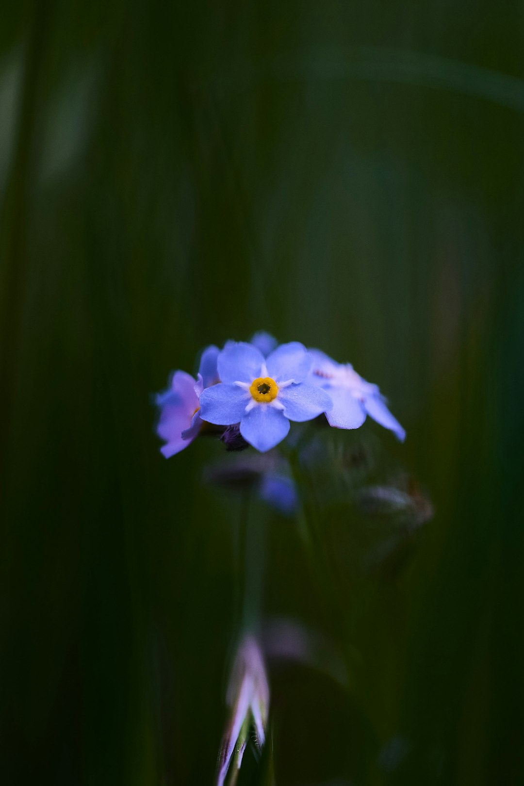 purple flower in tilt shift lens