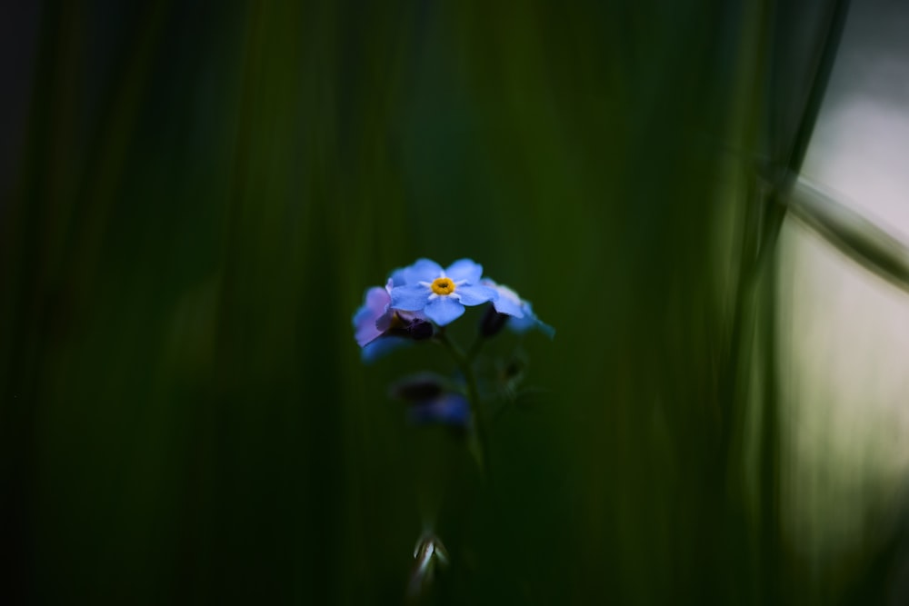 flor azul en hierba verde