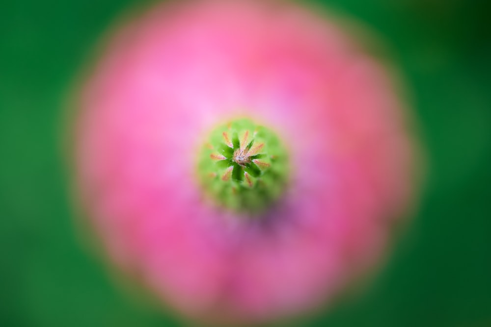pink and green flower in macro photography