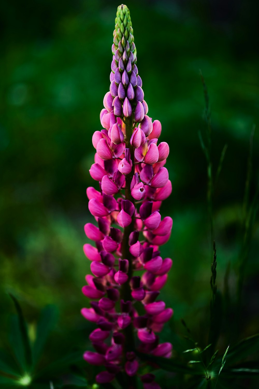 purple flower in tilt shift lens