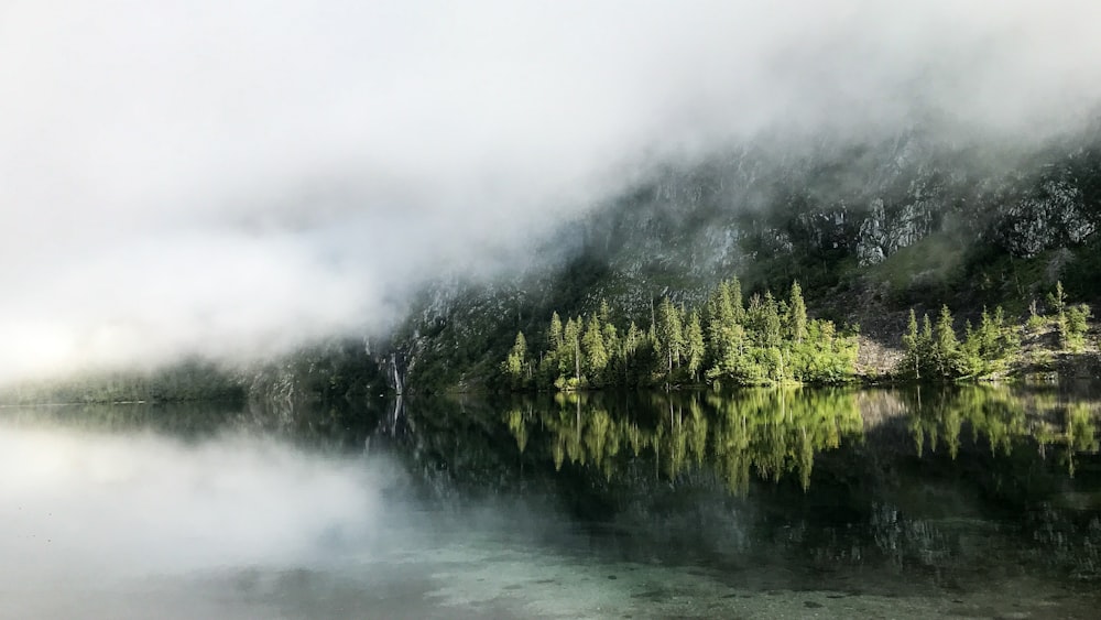 green trees beside body of water