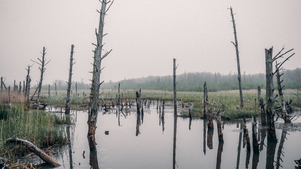 green trees on body of water during daytime