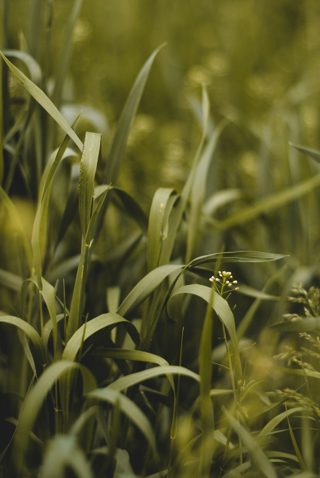 green grass field during daytime