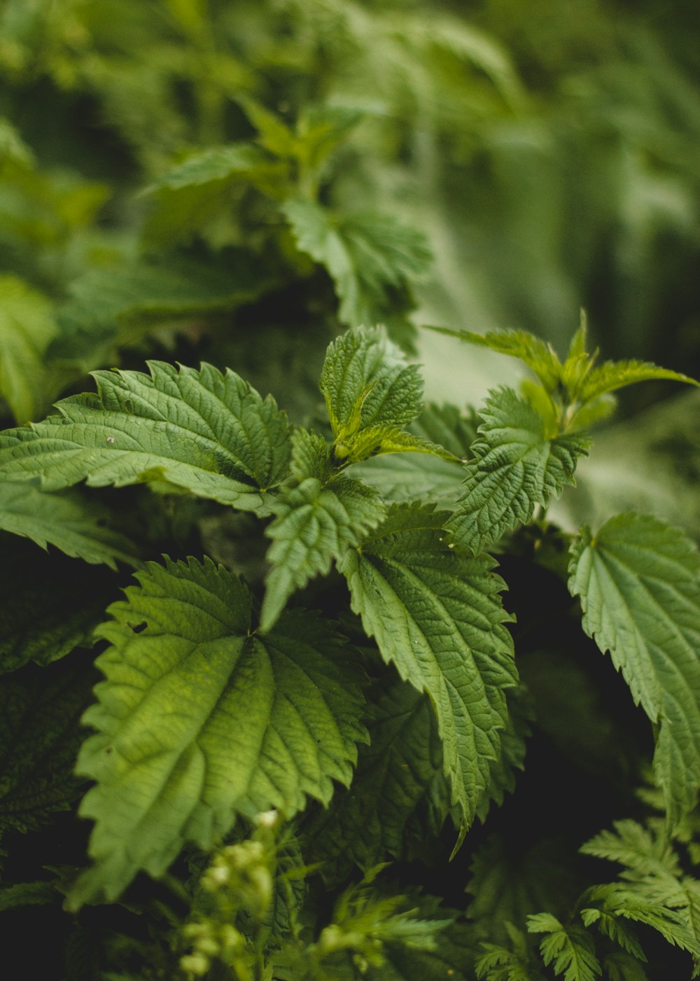 planta de hoja verde en fotografía de primer plano