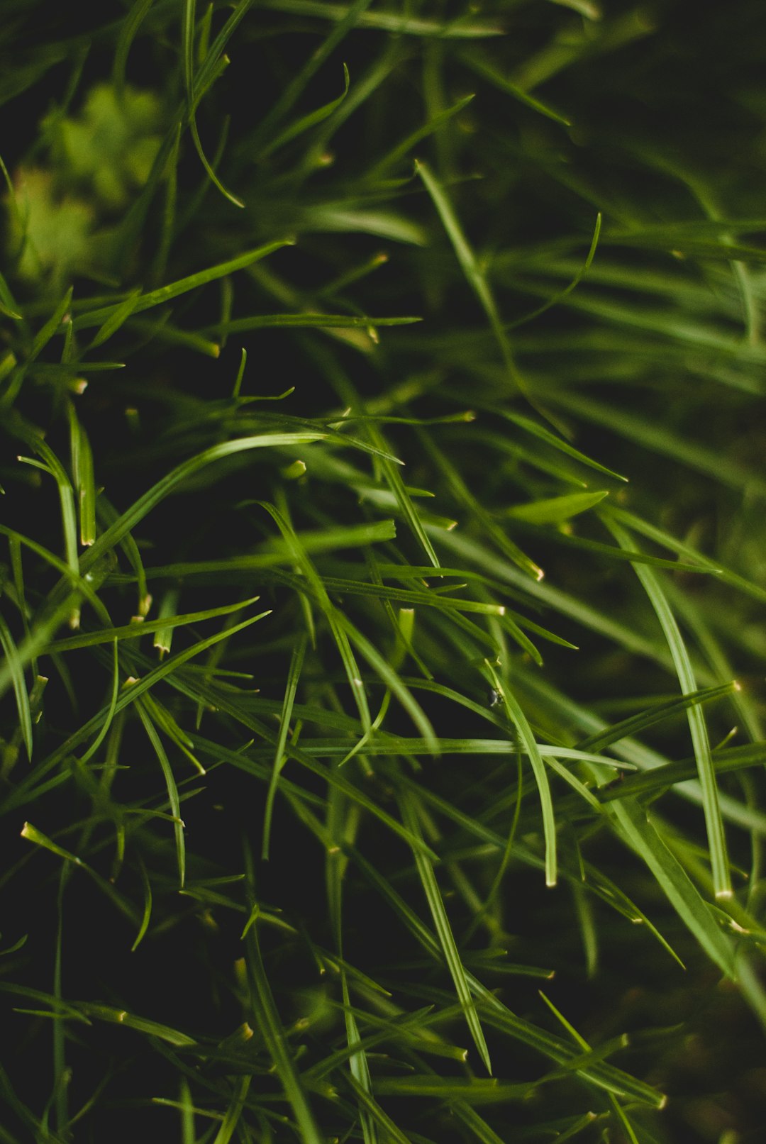 green grass in close up photography