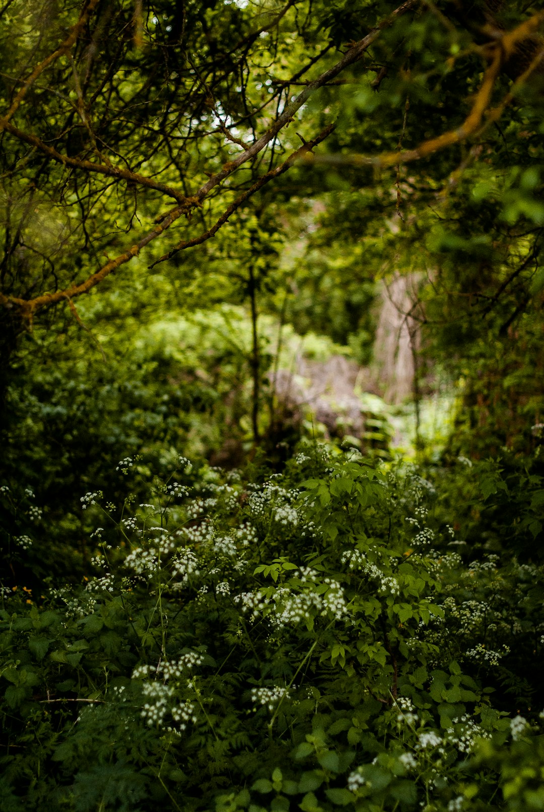 green leaf tree during daytime