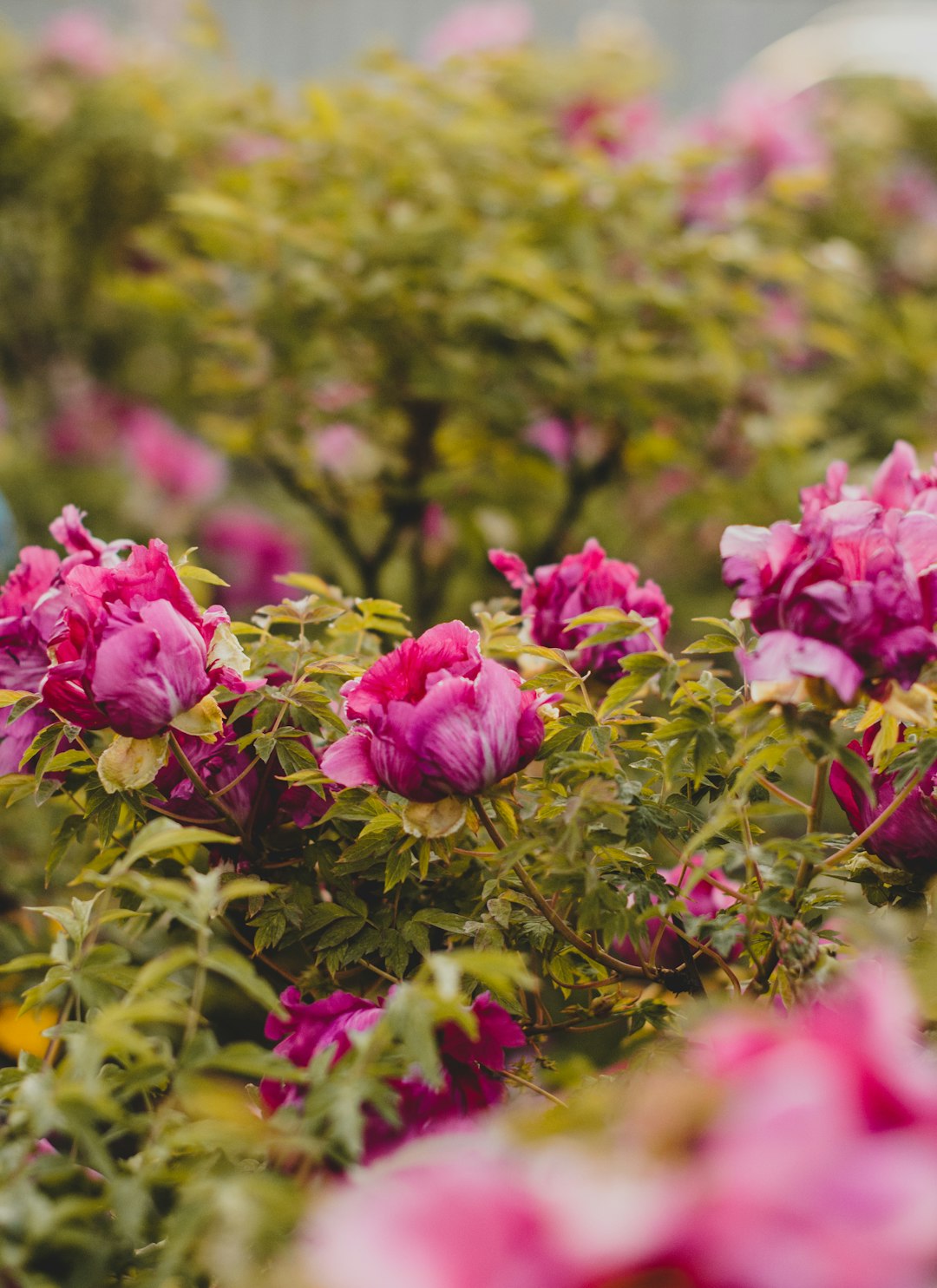 pink roses in bloom during daytime