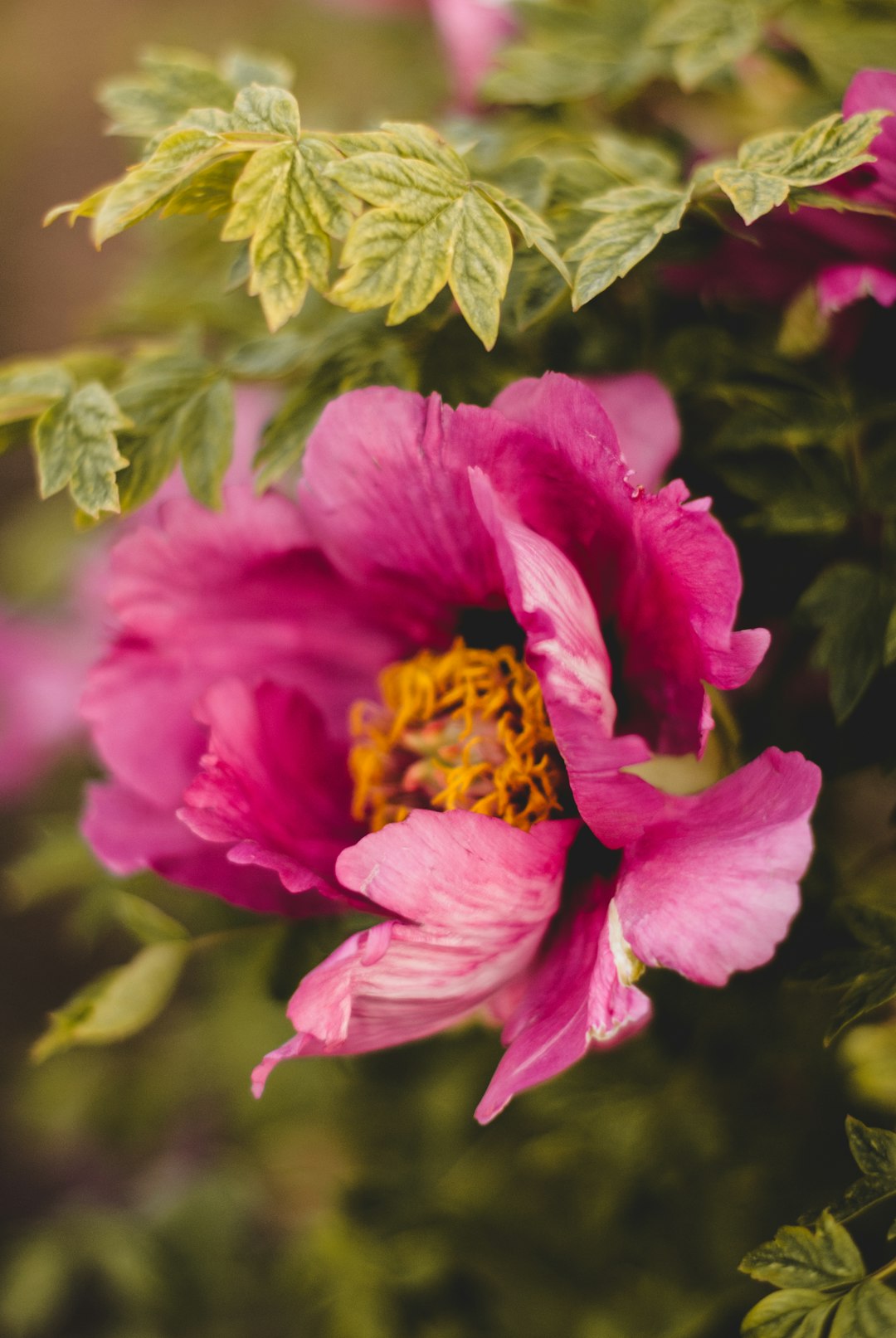 pink flower in macro shot